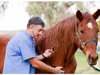 VET TREATING A HORSE