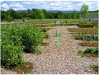 VIEW OF A GARDEN